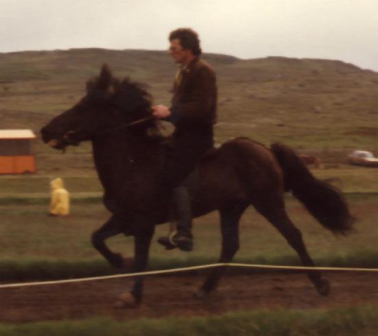 Höfða-Gustur ved Landsmót 1982, hvor han fik 1. præmie for afkom. Rytter: Erling Sigurðsson.