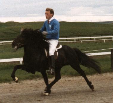 Otur 1050 fra Sauðárkróki 4 år gammel ved LM 1986