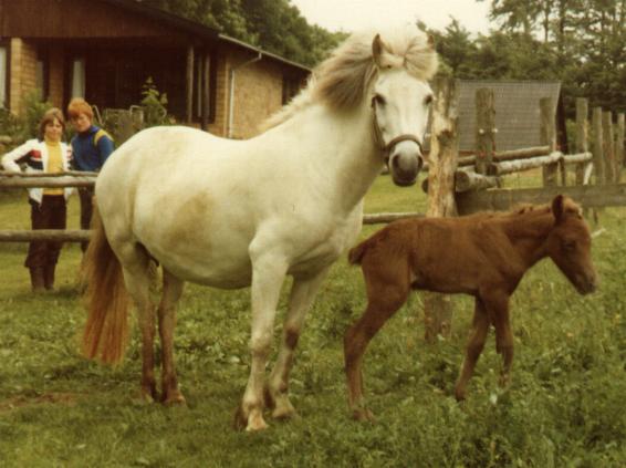 Ljóshærð i 1979 med nyfødte Fengur fra Søtofte. Knægtene i baggrunden står sikkert og overvejer, hvornår hun mon igen er klar til galopløb.