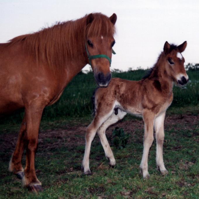 Þengill fra Tornbjerg med sin mor Katla, 1996
