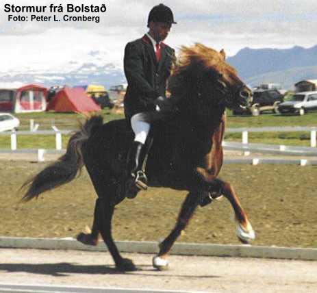 Stormur i B-flokk (4-gang) ved Landsmót 1994. Rytter: Þorður Þorgeirsson